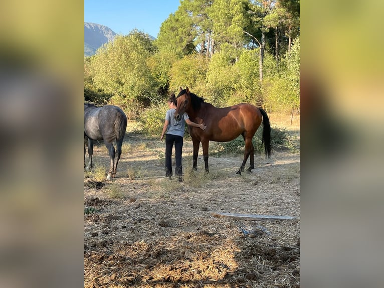 PRE Mix Stute 25 Jahre 160 cm Rotbrauner in Santa Cruz Del Valle