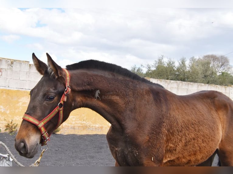 PRE Stute 2 Jahre 147 cm Falbe in Provinz Granada