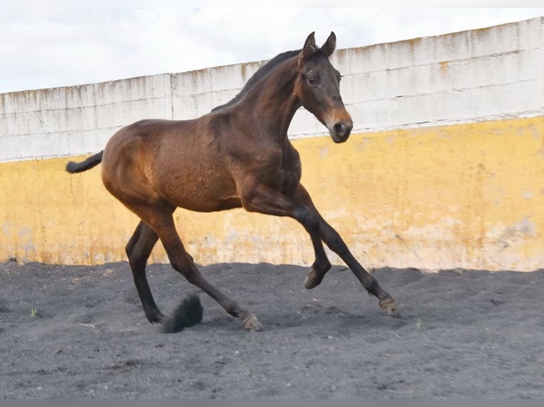PRE Stute 2 Jahre 147 cm Falbe in Provinz Granada