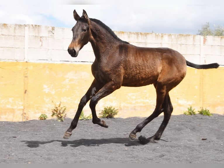PRE Stute 2 Jahre 147 cm Falbe in Provinz Granada