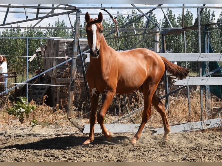 PRE Stute 2 Jahre 149 cm Fuchs in Provinz Granada