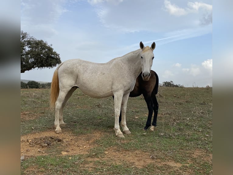 PRE Mix Stute 2 Jahre 150 cm Schimmel in Tarifa