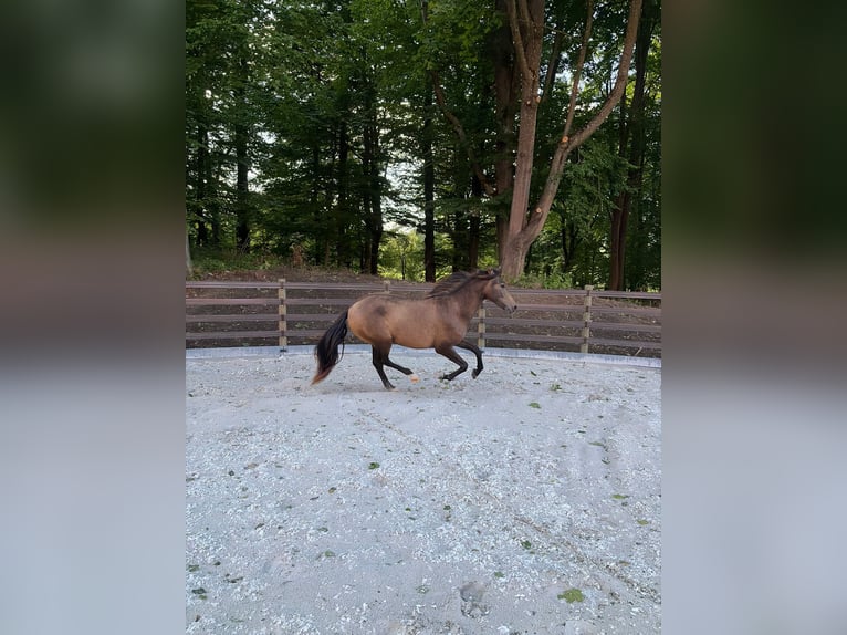 PRE Stute 2 Jahre 152 cm Falbe in Bednarki