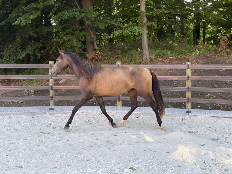 PRE Stute 2 Jahre 152 cm Falbe in Bednarki