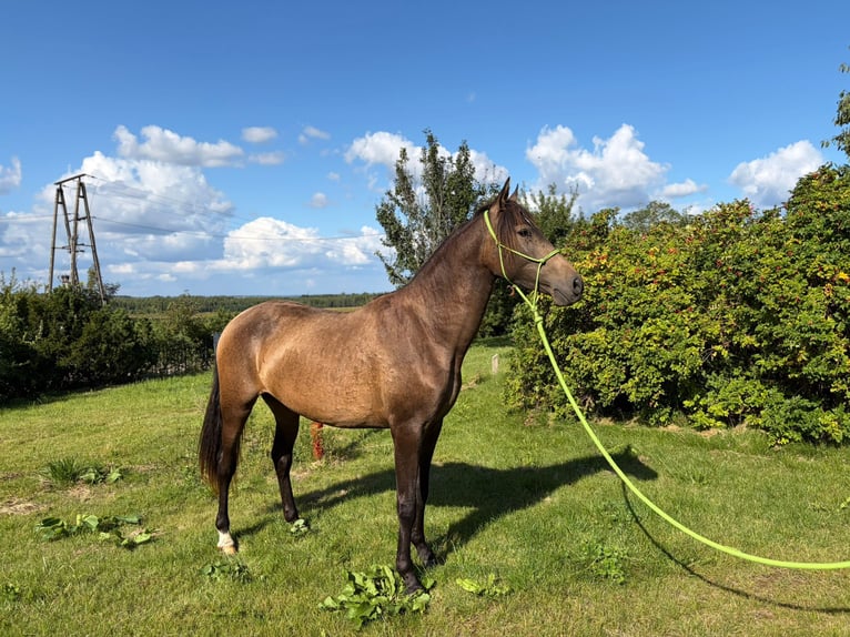 PRE Stute 2 Jahre 152 cm Falbe in Bednarki