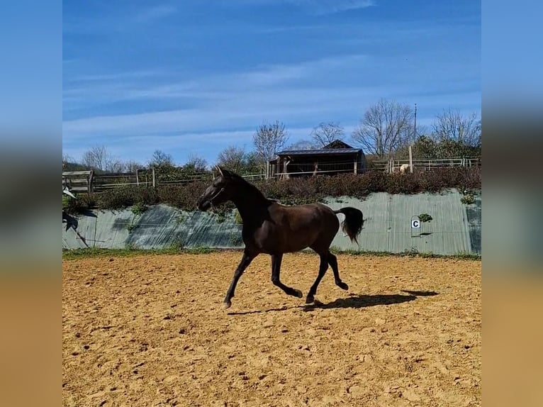 PRE Stute 2 Jahre 154 cm Rappe in DUFFORT