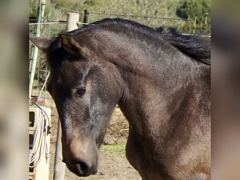 PRE Stute 2 Jahre 154 cm Schimmel in Tarifa
