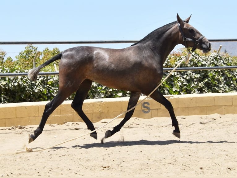 PRE Stute 2 Jahre 154 cm Schimmel in Provinz Malaga