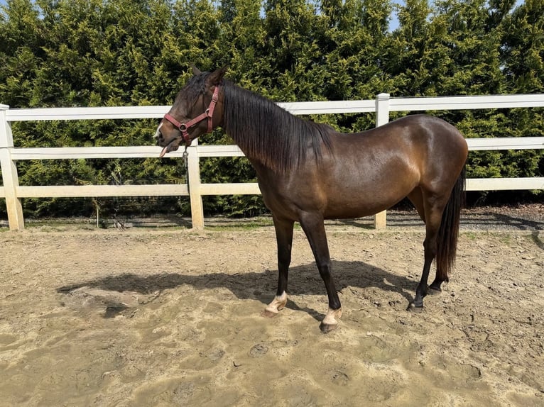 PRE Mix Stute 2 Jahre 155 cm Brauner in Menden
