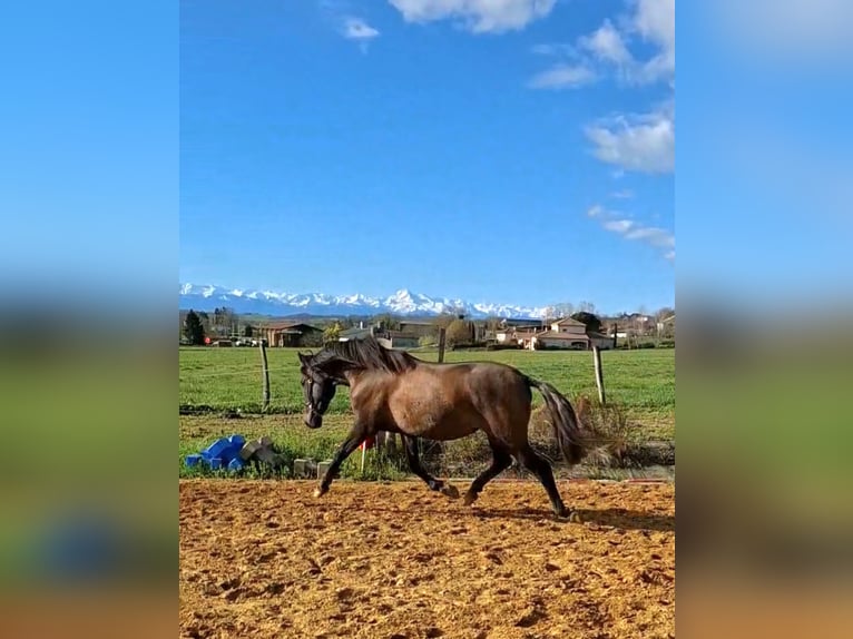 PRE Mix Stute 2 Jahre 155 cm Braunfalbschimmel in Duffort