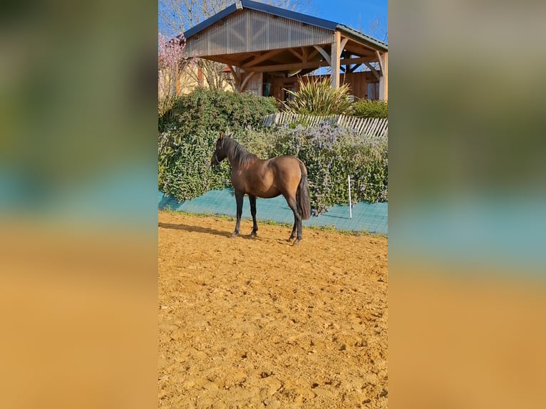 PRE Mix Stute 2 Jahre 155 cm Braunfalbschimmel in Duffort