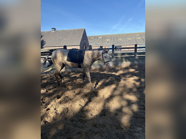PRE Mix Stute 2 Jahre 155 cm Champagne in Almere