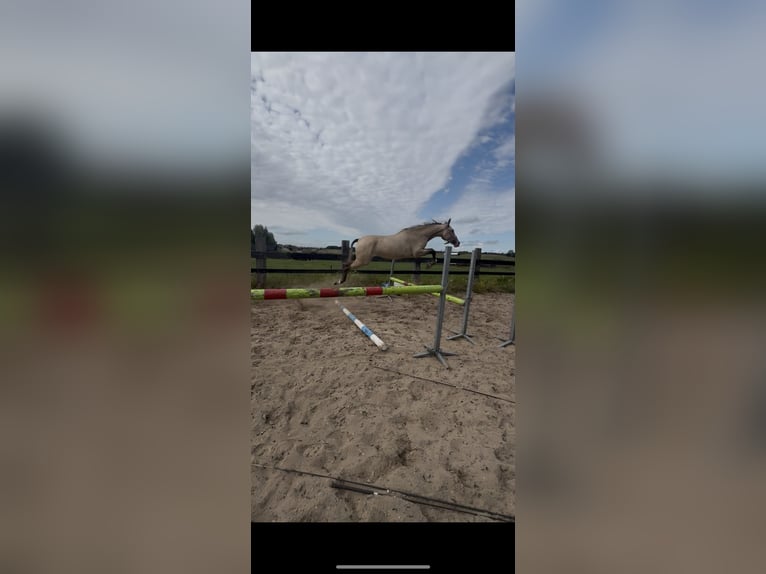 PRE Mix Stute 2 Jahre 155 cm Champagne in Almere