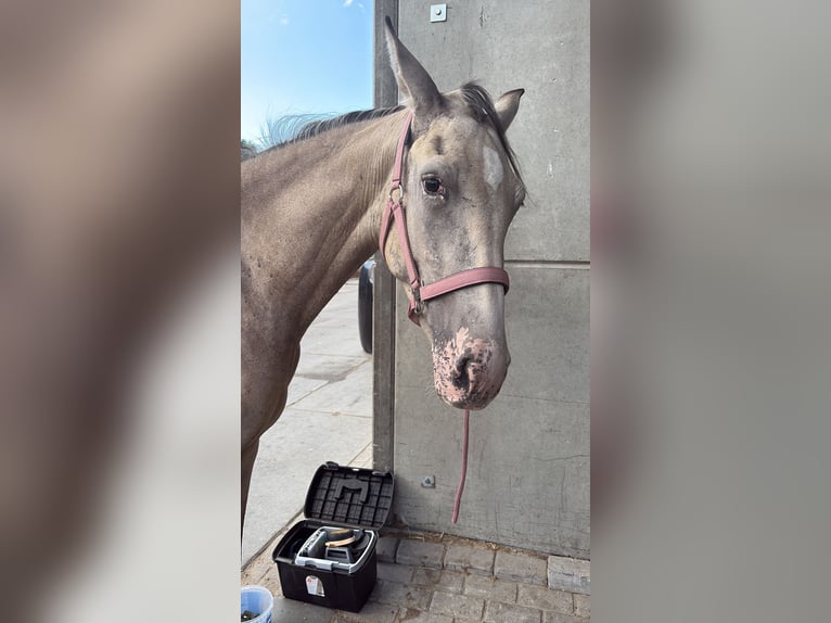 PRE Mix Stute 2 Jahre 155 cm Champagne in Almere