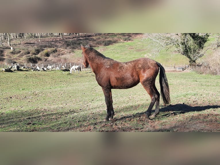 PRE Stute 2 Jahre 155 cm Dunkelbrauner in Etxaide (Baztan)