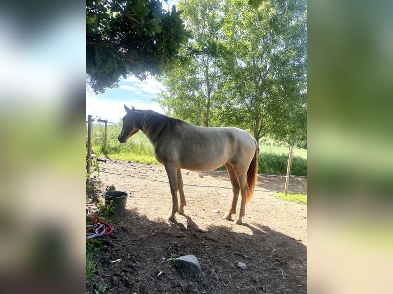 PRE Mix Stute 2 Jahre 155 cm Pearl in Växjö