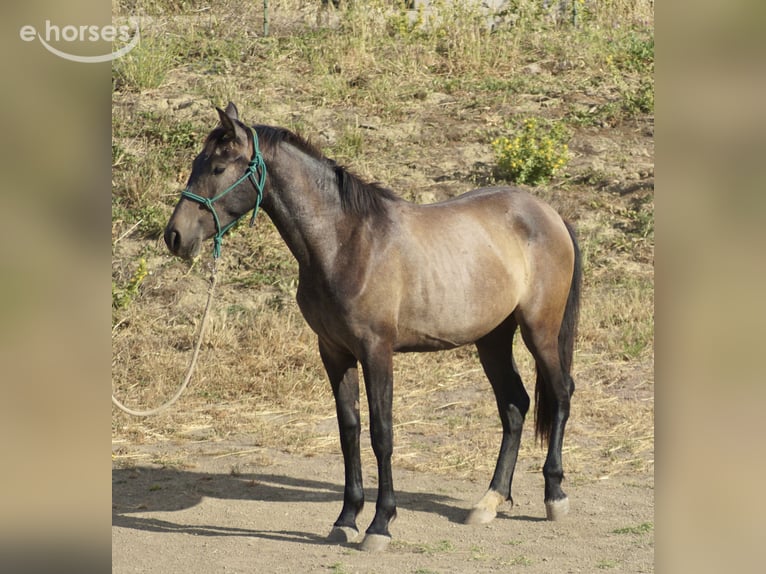 PRE Stute 2 Jahre 155 cm Schimmel in Tarifa