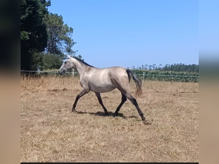 PRE Mix Stute 2 Jahre 155 cm Schimmel in Barbeira (San Marti&#xF1;o De Fontecada-Santa Comba)