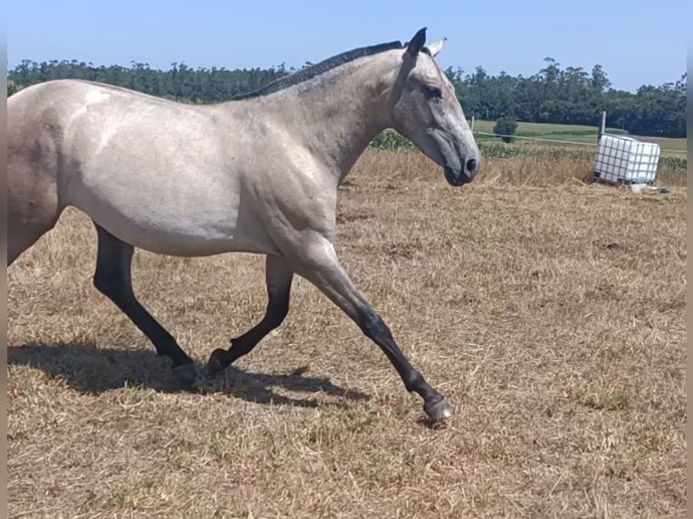 PRE Mix Stute 2 Jahre 155 cm Schimmel in Barbeira (San Marti&#xF1;o De Fontecada-Santa Comba)