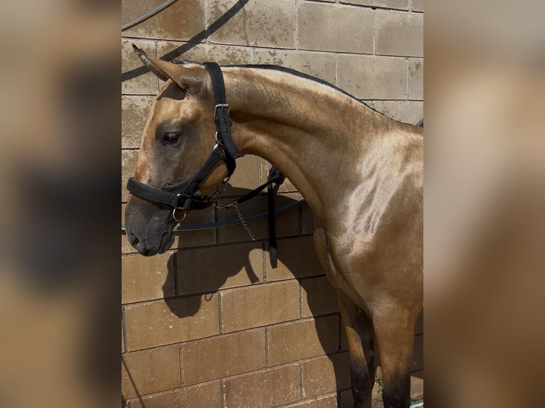 PRE Mix Stute 2 Jahre 157 cm Falbe in Gava