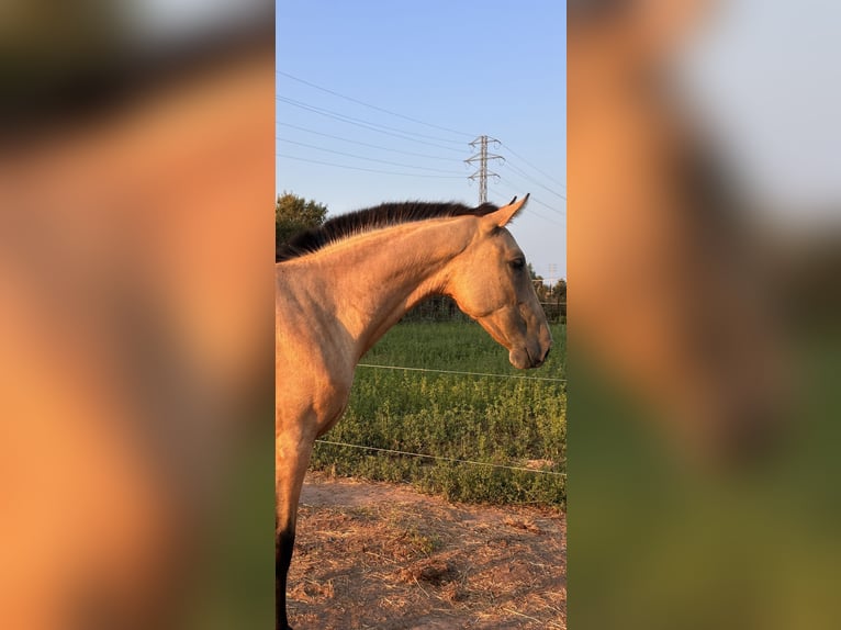 PRE Mix Stute 2 Jahre 157 cm Falbe in Gava