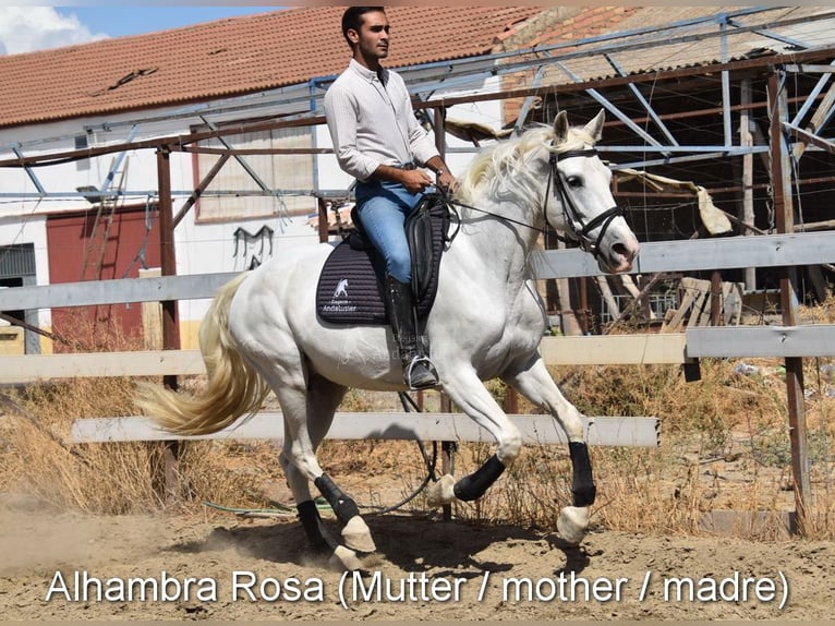 PRE Mix Stute 2 Jahre 158 cm Schimmel in Provinz Granada