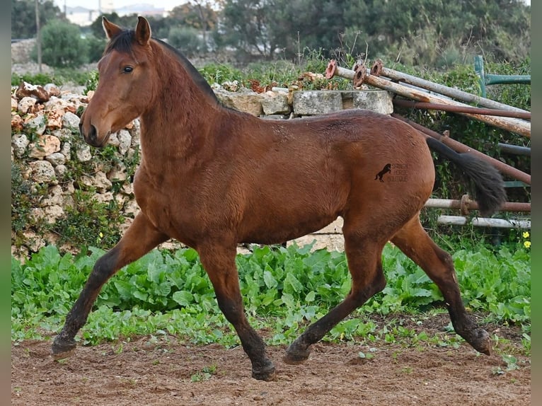 PRE Stute 2 Jahre 160 cm Brauner in Menorca