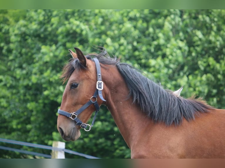 PRE Mix Stute 2 Jahre 160 cm Brauner in Postfeld