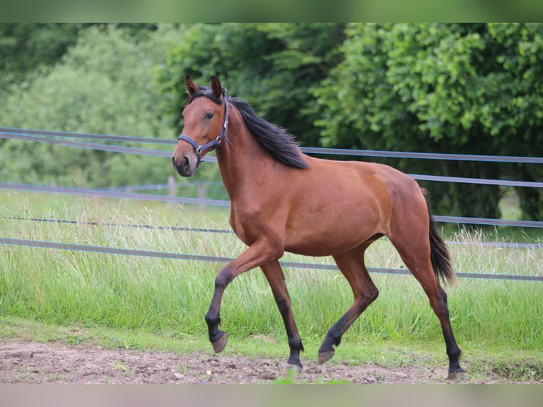 PRE Mix Stute 2 Jahre 160 cm Brauner in Postfeld