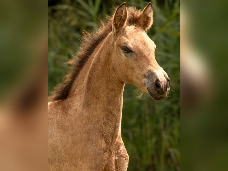 PRE Mix Stute 2 Jahre 160 cm Buckskin in Feuchtwangen