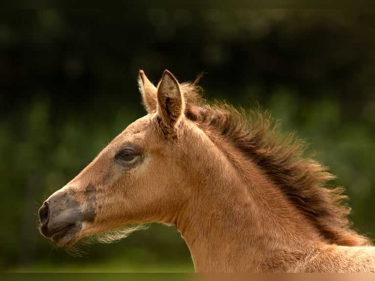 PRE Mix Stute 2 Jahre 160 cm Buckskin in Feuchtwangen