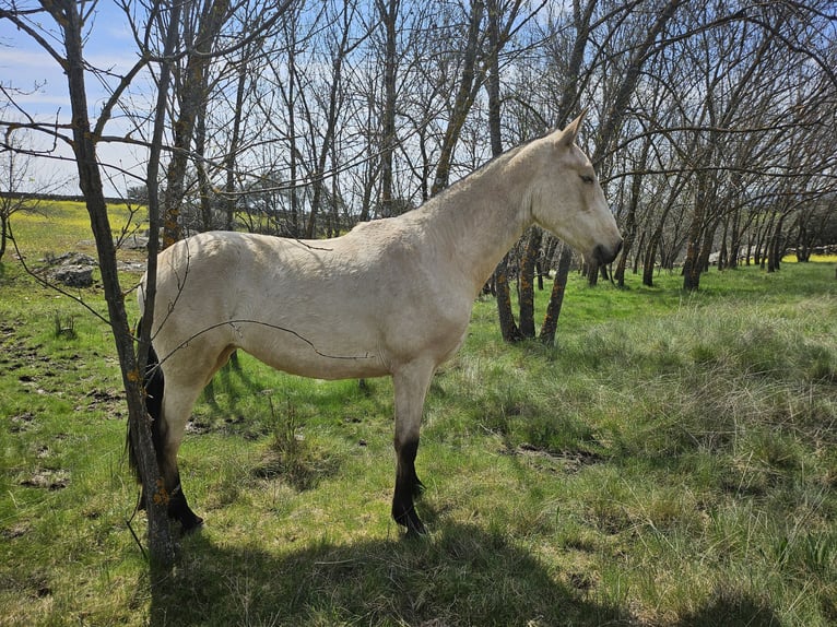 PRE Stute 2 Jahre 160 cm Falbe in Pedrezuela PRE Stute 2 Jahre 160 cm Falbe in Pedrezuela