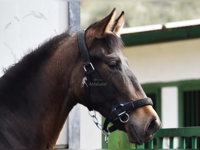 PRE Stute 2 Jahre 160 cm Falbe in Provinz Granada