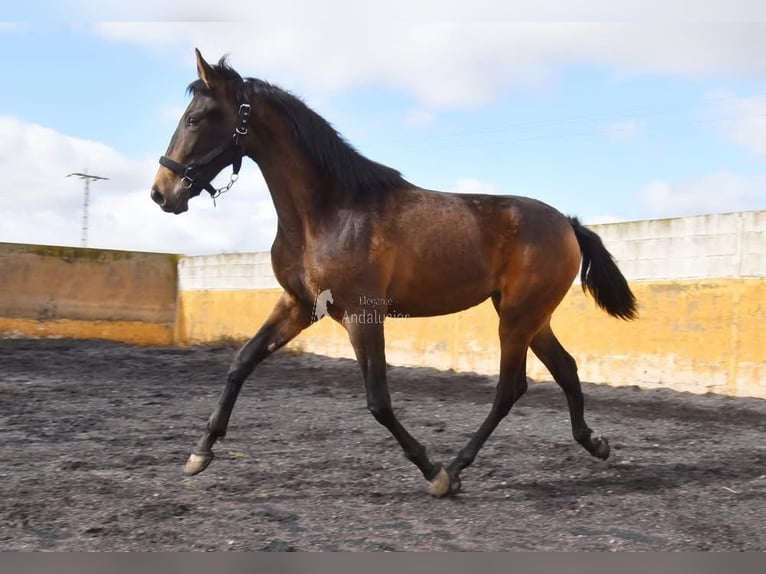 PRE Stute 2 Jahre 160 cm Falbe in Provinz Granada