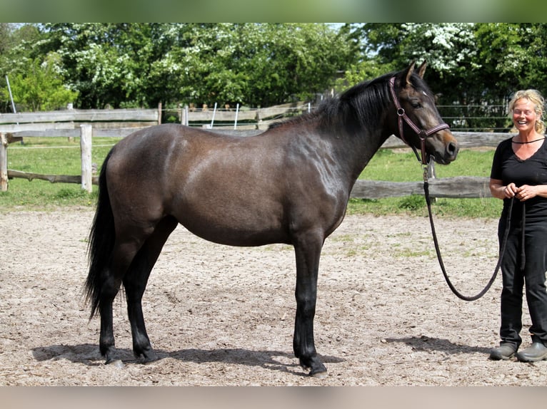 PRE Mix Stute 2 Jahre 160 cm Kann Schimmel werden in Harrislee