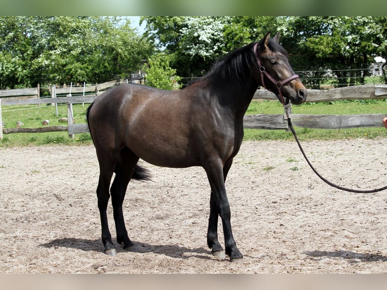 PRE Mix Stute 2 Jahre 160 cm Kann Schimmel werden in Harrislee