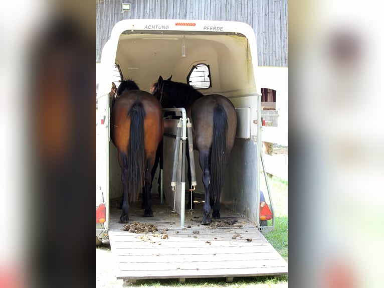 PRE Mix Stute 2 Jahre 160 cm Kann Schimmel werden in Harrislee