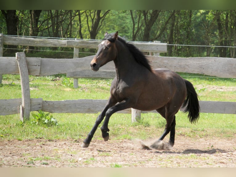PRE Mix Stute 2 Jahre 160 cm Kann Schimmel werden in Harrislee