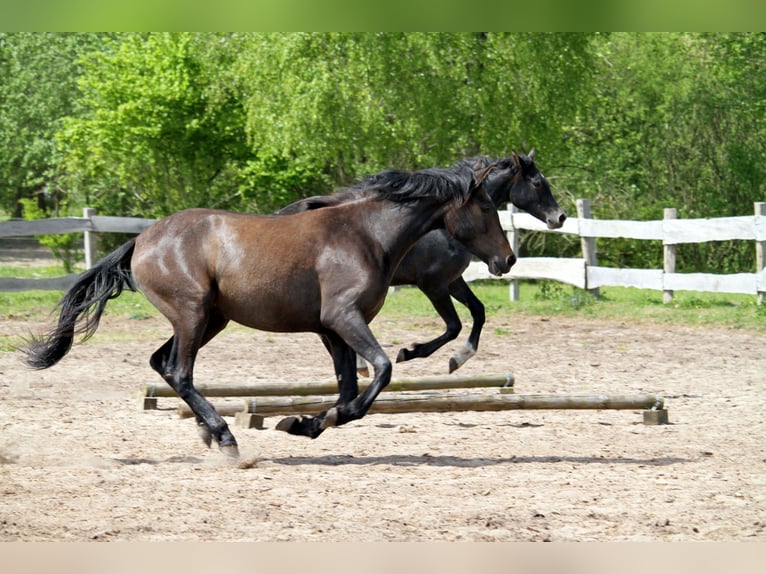 PRE Mix Stute 2 Jahre 160 cm Kann Schimmel werden in Harrislee