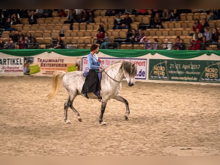 PRE Mix Stute 2 Jahre 160 cm Kann Schimmel werden in Harrislee
