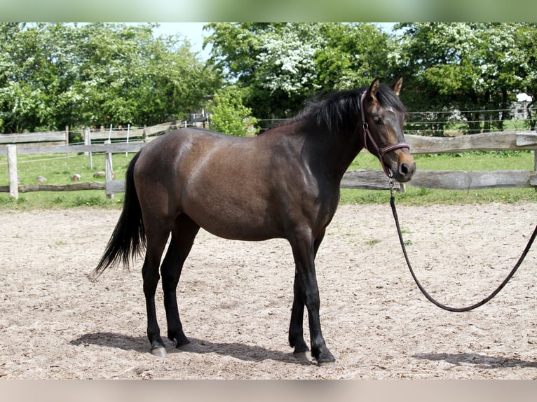 PRE Mix Stute 2 Jahre 160 cm Kann Schimmel werden in Harrislee