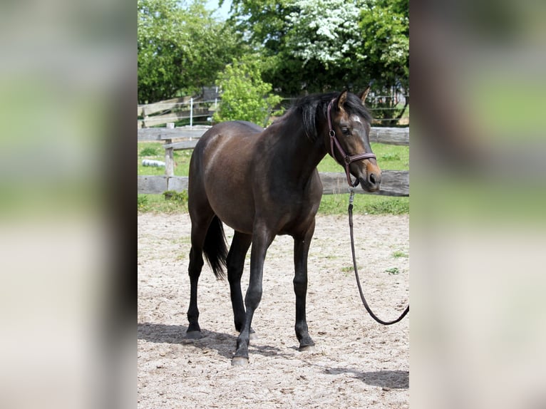 PRE Mix Stute 2 Jahre 160 cm Kann Schimmel werden in Harrislee