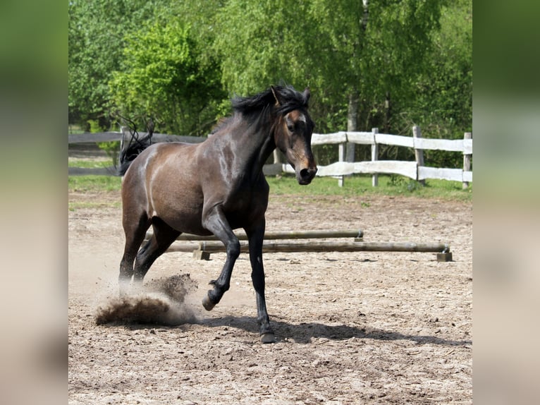 PRE Mix Stute 2 Jahre 160 cm Kann Schimmel werden in Harrislee