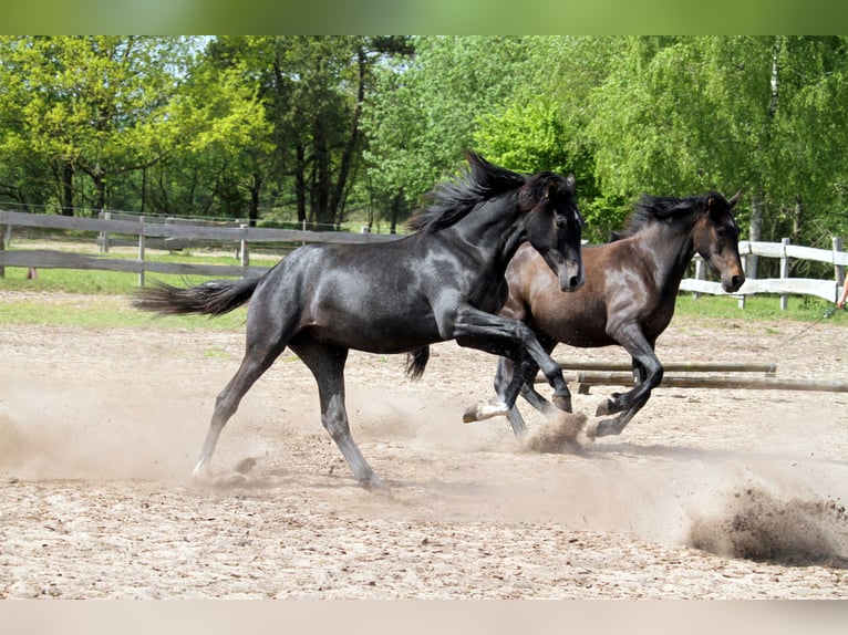 PRE Mix Stute 2 Jahre 160 cm Kann Schimmel werden in Harrislee