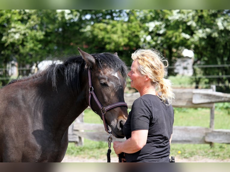 PRE Mix Stute 2 Jahre 160 cm Kann Schimmel werden in Harrislee