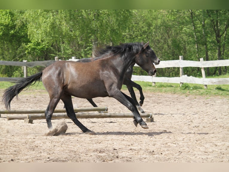 PRE Mix Stute 2 Jahre 160 cm Kann Schimmel werden in Harrislee