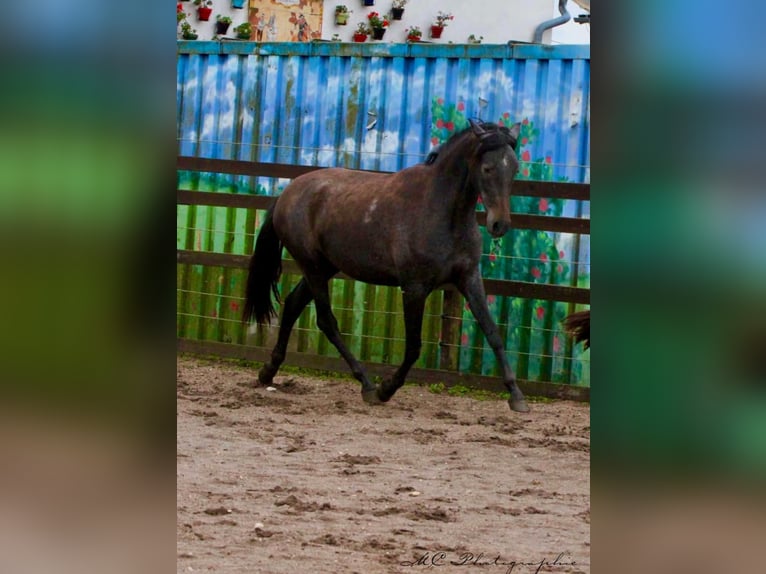 PRE Stute 2 Jahre 160 cm Rappschimmel in Brandis