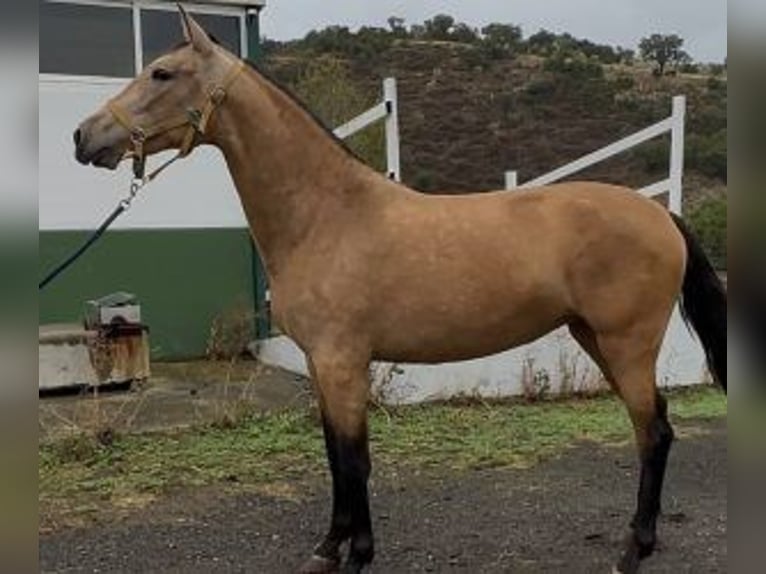 PRE Mix Stute 2 Jahre 160 cm Rotbrauner in Madrid