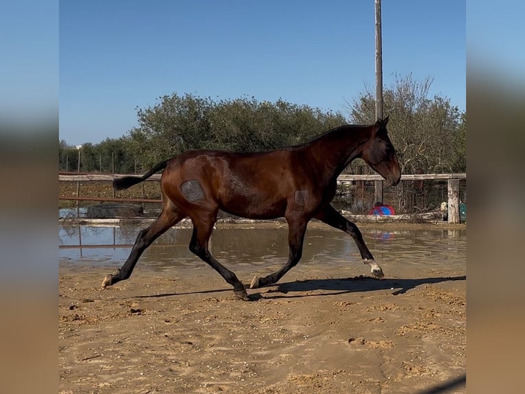 PRE Mix Stute 2 Jahre 161 cm Brauner in vejer de la frontera