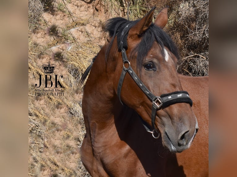 PRE Stute 2 Jahre 161 cm Brauner in Tabernas Almeria